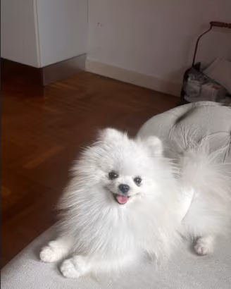 Spitz di Pomerania