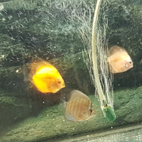 Discus