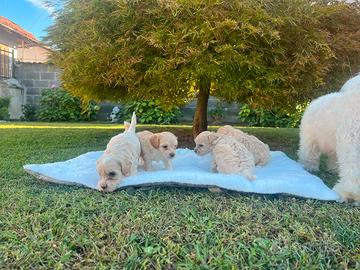 Maltipoo