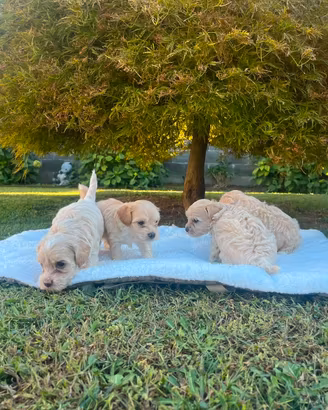 Maltipoo