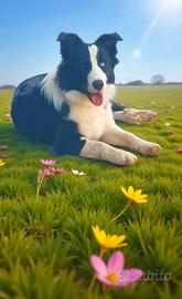Border collie per monta
