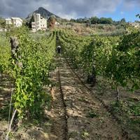 uva da vino Aglianico...80ql compresa consegna