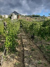 uva da vino Aglianico...80ql compresa consegna