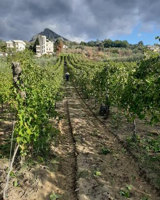 uva da vino Aglianico...80ql compresa consegna