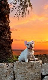 Bulldog francese colore crema