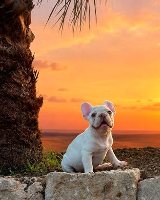 Bulldog francese colore crema