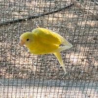 Parrocchetto Testa di Prugna