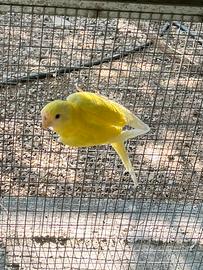 Parrocchetto Testa di Prugna