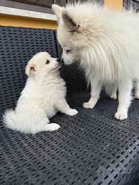 Cuccioli di Volpino Italiano 