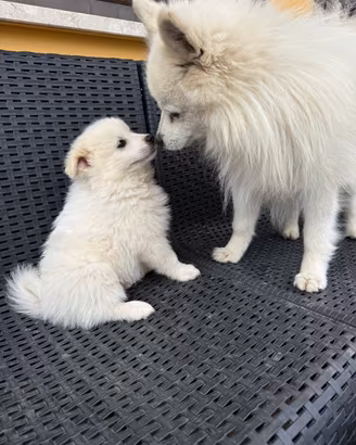 Cuccioli di Volpino Italiano 