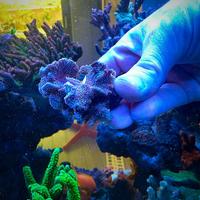 Mini colonia cactus viola