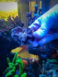 Mini colonia cactus viola