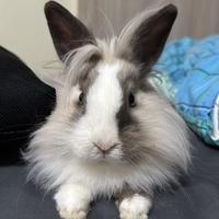 Coniglietto testa di leone