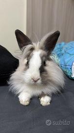 Coniglietto testa di leone