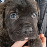 Cane Corso