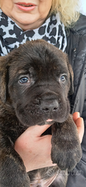 Cane Corso