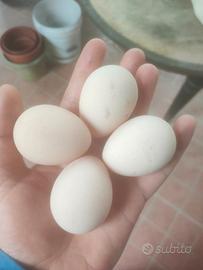 Faraone grigie, camosciate, lilla