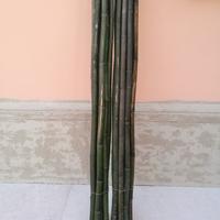 Canne di bambu