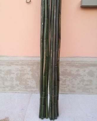 Canne di bambu