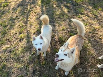 Regalosiberian Husky