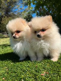 Spitz