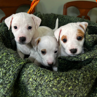 Jack Russell terrier