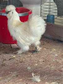 Gallina