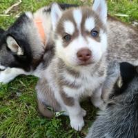 Cucciolo Siberian husky maschio