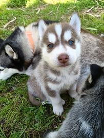 Cucciolo Siberian husky maschio