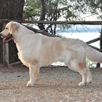 Golden retriever maschio