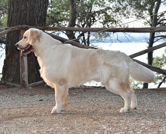 Golden retriever maschio