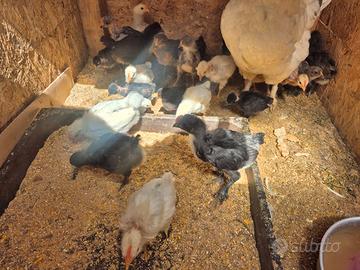 Pulcini di 3 settimane