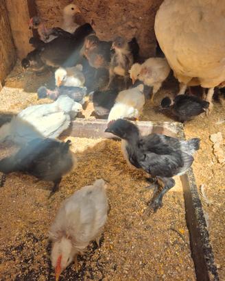 Pulcini di 3 settimane