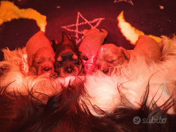 Cuccioli cavalier king