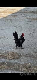 Gallo serama