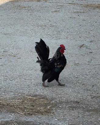 Gallo serama