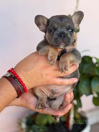 Bulldog francese
