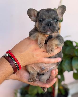 Bulldog francese