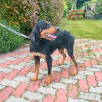 Cani segugi