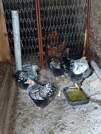 Galline e pulcini wyandotte argento orlo nero e sp
