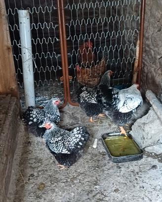 Galline e pulcini wyandotte argento orlo nero e sp