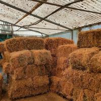 Ballette di erba medica 