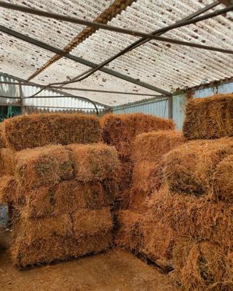 Ballette di erba medica 