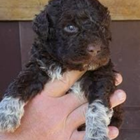 Cuccioli di lagotto romagnolo con pedigree