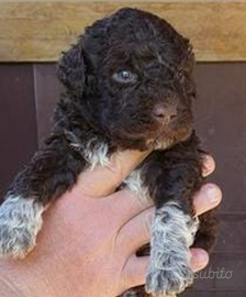 Cuccioli di lagotto romagnolo con pedigree