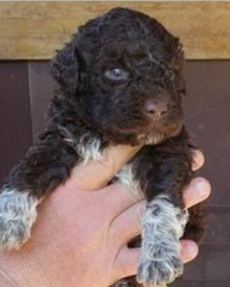 Cuccioli di lagotto romagnolo con pedigree