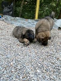 Cuccioli di pastore del caucaso