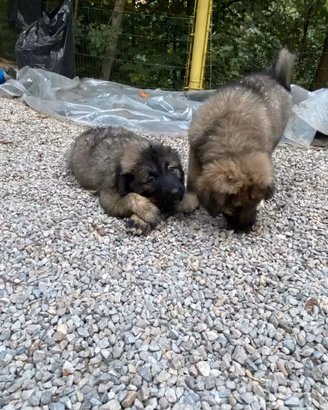 Cuccioli di pastore del caucaso