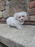baby-cucciola-di-maltese-toy