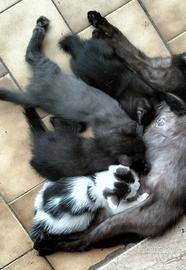 Gattini di vari colori